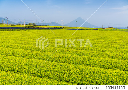 <Kagoshima Prefecture> Vast tea plantation landscape, Minamikyushu City 135435135