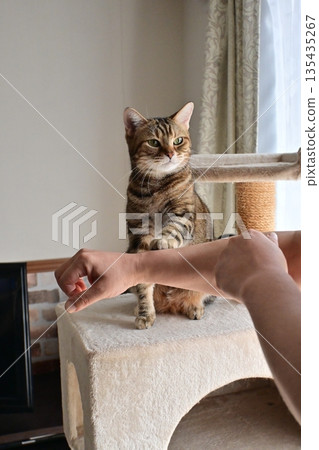 貓咪擊掌問候 貓咪擊掌問候 135435267