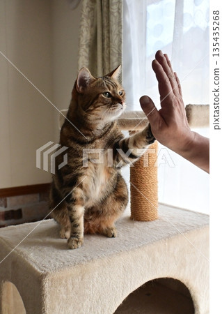 貓咪擊掌問候 貓咪擊掌問候 135435268