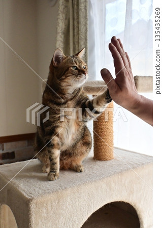 Cat greeting with a high five 135435269