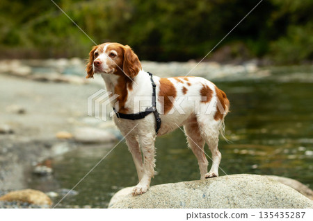 Friendly companion Brittany spaniel on a rock at the mountain river. Friendly companion Brittany spaniel on a rock at the mountain river. 135435287