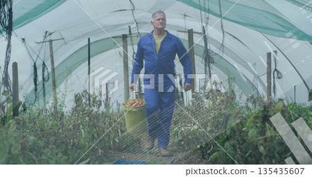 Walking farmer in blue overalls carrying yellow bucket of red tomatoes in greenhouse by blue crate Walking farmer in blue overalls carrying yellow bucket of red tomatoes in greenhouse by blue crate 135435607