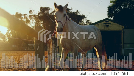 Standing light-colored horse facing camera in dirt paddock, with halter lead rope and barn Standing light-colored horse facing camera in dirt paddock, with halter lead rope and barn 135435613