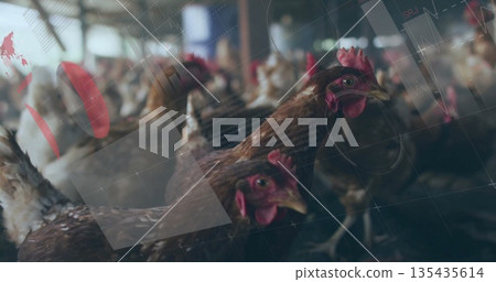 Standing brown laying hen pecking mesh floor in dimly lit poultry barn, with metal feeding troughs Standing brown laying hen pecking mesh floor in dimly lit poultry barn, with metal feeding troughs 135435614