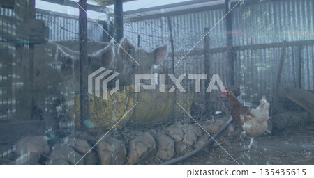 Two pink pigs peering over yellow metal feed trough in farm shelter, with wire mesh fence Two pink pigs peering over yellow metal feed trough in farm shelter, with wire mesh fence 135435615
