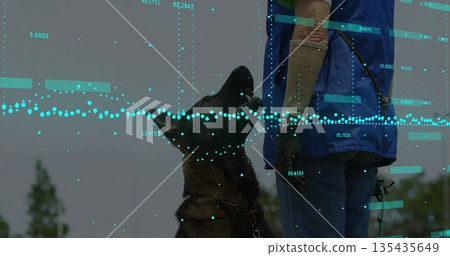 Leading gloved handler in blue vest guiding German Shepherd on leash in open field, digital overlay 135435649