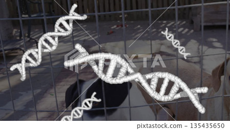 Standing two dogs wearing collars looking through grid fence in pen, with floating DNA helix forms Standing two dogs wearing collars looking through grid fence in pen, with floating DNA helix forms 135435650
