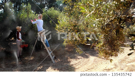 Harvesting farmers wearing gloves on ladder picking olives from branches in olive grove, red crate Harvesting farmers wearing gloves on ladder picking olives from branches in olive grove, red crate 135435742