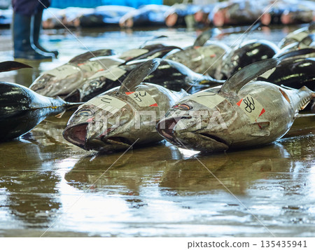 和歌山縣勝浦漁港鮪魚批發市場拍賣的景象,這裡是熱門旅遊景點。 和歌山縣勝浦漁港鮪魚批發市場拍賣的景象,這裡是熱門旅遊景點。 135435941