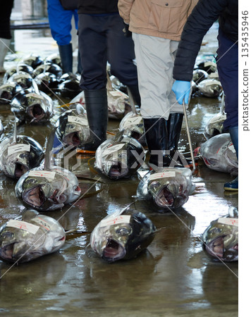 Scenery of the tuna wholesale market auction at Katsuura Fishing Port in Wakayama Prefecture, a popular tourist spot Scenery of the tuna wholesale market auction at Katsuura Fishing Port in Wakayama Prefecture, a popular tourist spot 135435946