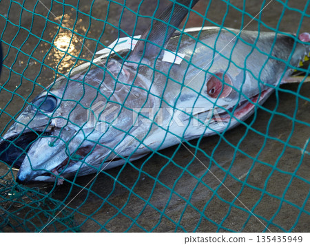 Scenery of the tuna wholesale market auction at Katsuura Fishing Port in Wakayama Prefecture, a popular tourist spot Scenery of the tuna wholesale market auction at Katsuura Fishing Port in Wakayama Prefecture, a popular tourist spot 135435949