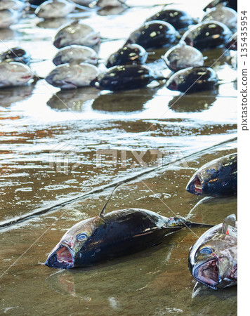 Scenery of the tuna wholesale market auction at Katsuura Fishing Port in Wakayama Prefecture, a popular tourist spot 135435954