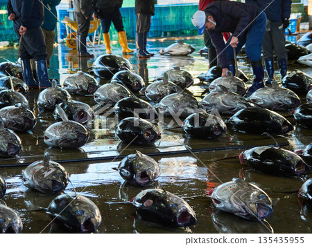 Scenery of the tuna wholesale market auction at Katsuura Fishing Port in Wakayama Prefecture, a popular tourist spot 135435955