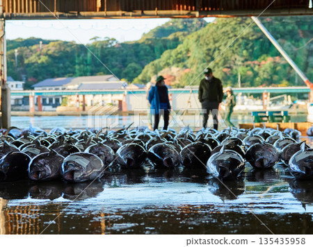 Scenery of the tuna wholesale market auction at Katsuura Fishing Port in Wakayama Prefecture, a popular tourist spot 135435958