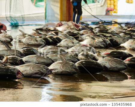 Scenery of the tuna wholesale market auction at Katsuura Fishing Port in Wakayama Prefecture, a popular tourist spot Scenery of the tuna wholesale market auction at Katsuura Fishing Port in Wakayama Prefecture, a popular tourist spot 135435968