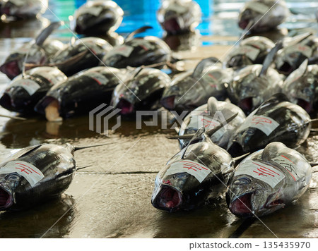 Scenery of the tuna wholesale market auction at Katsuura Fishing Port in Wakayama Prefecture, a popular tourist spot 135435970