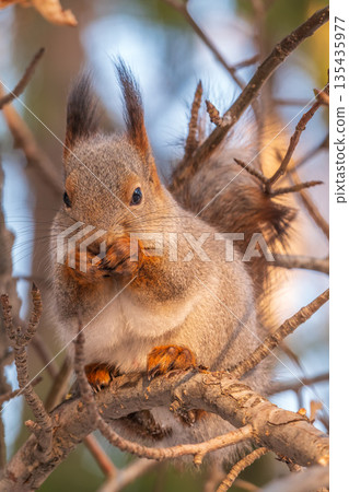 The squirrel with nut sits on tree in the winter or late autumn 135435977