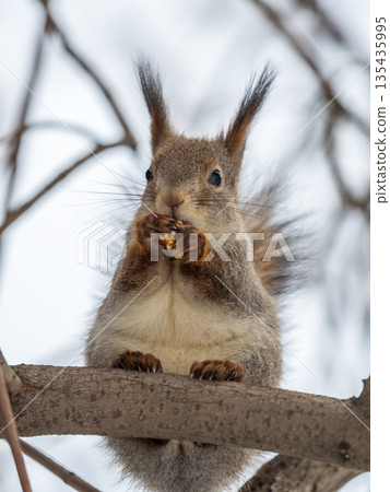 The squirrel with nut sits on tree in the winter or late autumn The squirrel with nut sits on tree in the winter or late autumn 135435995