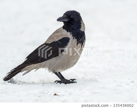 Crow in the snow on a winter day close-up Crow in the snow on a winter day close-up 135436002