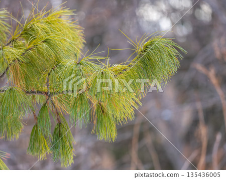 Cedar branches with long fluffy needles with a beautiful blurry background. 135436005