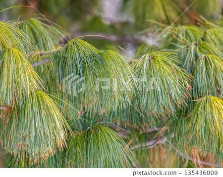 Cedar branches with long fluffy needles with a beautiful blurry background. Cedar branches with long fluffy needles with a beautiful blurry background. 135436009