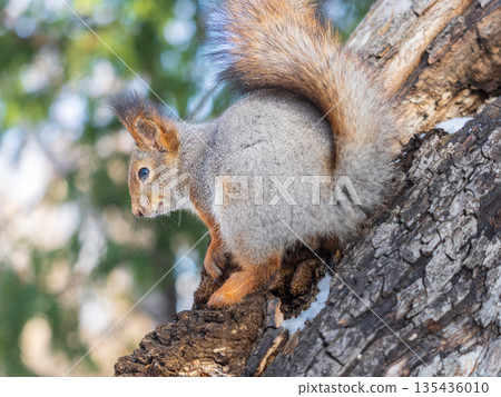 Portrait of a squirrel on a tree trunk 135436010