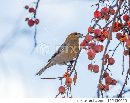 Pine Grosbeak Female Eating Red Berries in Winter Pine Grosbeak Female Eating Red Berries in Winter 135436013