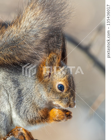 Portrait of a squirrel on a tree trunk 135436017