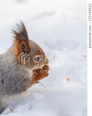 The squirrel sits on white snow The squirrel sits on white snow 135436018