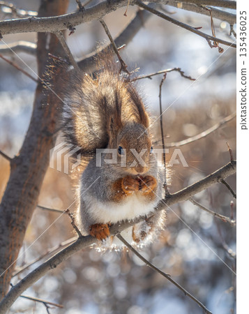 The squirrel with nut sits on tree in the winter or late autumn 135436025