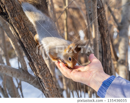 Squirrel eats nuts from a man's hand. Caring for animals in winter or autumn. Squirrel eats nuts from a man's hand. Caring for animals in winter or autumn. 135436035
