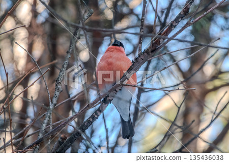 Bullfinch, pyrrhula pyrrhula, sitting on a branch without leaves in the autumn or winter. 135436038
