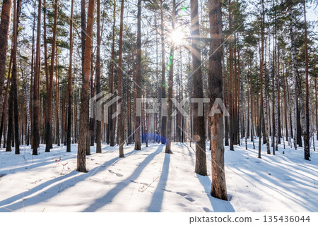 The Sun's rays pass through the trees in winter forest The Sun's rays pass through the trees in winter forest 135436044