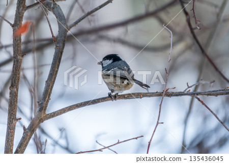 Beautiful bird Coal tit, lat. Periparus ater, sitting on a branch without leaves in the autumn or winter. Beautiful bird Coal tit, lat. Periparus ater, sitting on a branch without leaves in the autumn or winter. 135436045