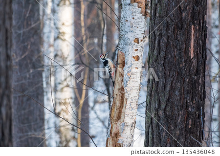 Little woodpecker sits on a tree trunk with snow in winter. The great spotted woodpecker, Dendrocopos major Little woodpecker sits on a tree trunk with snow in winter. The great spotted woodpecker, Dendrocopos major 135436048