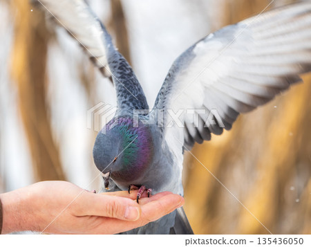 A colourful pigeon feeding from a hand of a man. A colourful pigeon feeding from a hand of a man. 135436050