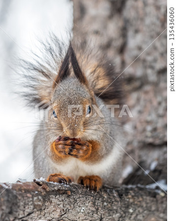 The squirrel with nut sits on tree in the winter or late autumn 135436060