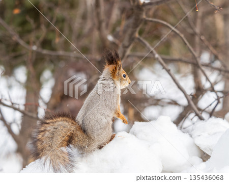 The squirrel sits on white snow 135436068