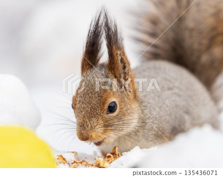 The squirrel sits on white snow 135436071