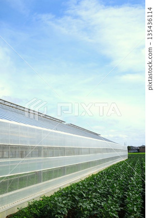 A view of a greenhouse and edamame fields bathed in the afternoon sun in early summer 135436114