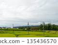 Summer in Niigata Prefecture, a rice-growing region: lush green rice paddies and a continuous line of electric poles 135436570