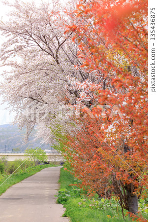 北海道協和町堀川沿岸的櫻花樹 [五月] 135436875