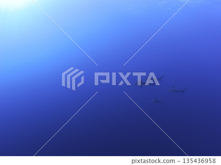 一群鎚頭鯊在海洋中優雅地遊動 一群鎚頭鯊在海洋中優雅地遊動 135436958