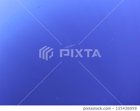 魚兒優雅地游動 135436959