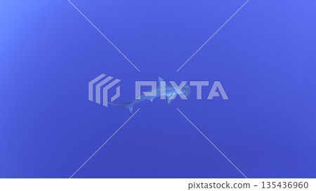 鎚頭鯊在海洋中游動 135436960