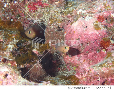 海裡可愛的魚兒 135436961