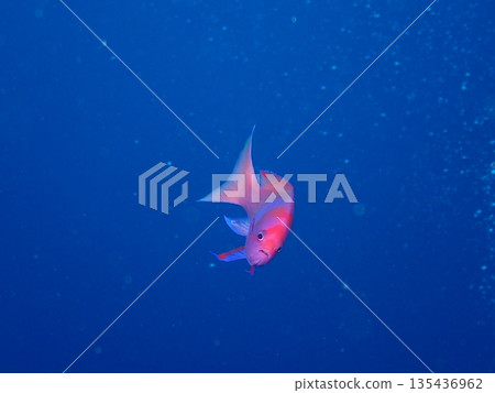 海裡美麗的魚 135436962