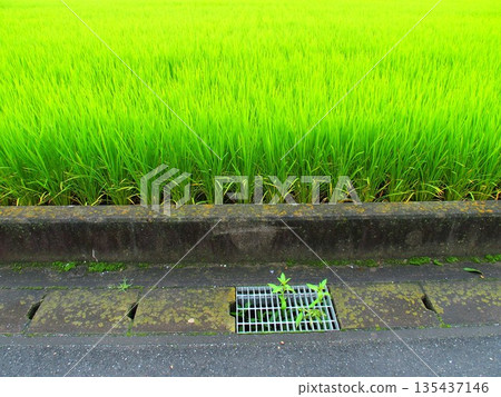 夏日清晨雨後，一條農路兩側是長得很好的稻田，稻田裡還有一個排水口。 135437146