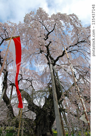 福島縣三春町三春瀧櫻 135437148
