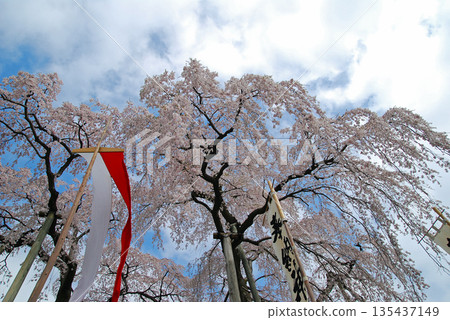 福島縣三春町三春瀧櫻 135437149